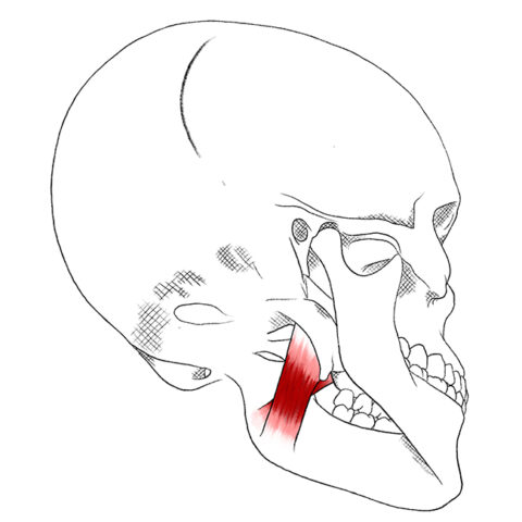 Medial Pterygoid – Pain & Trigger Points