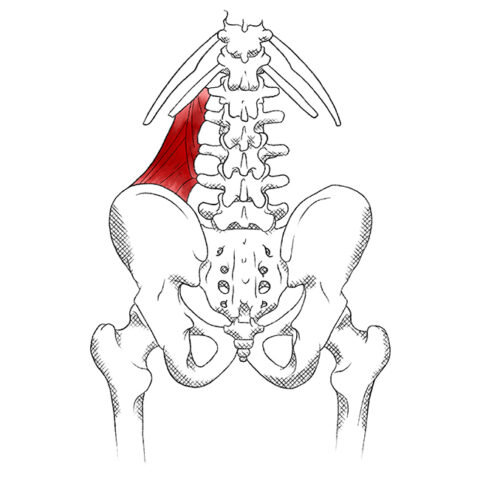 🗣Flank Pain - Quadratus Lumborum👇 . ❓Do you get Pain in this region? What  do you find relieves it? . 🎉Besides sounding like a Harry Potter spell,  the, By The Strength Therapist