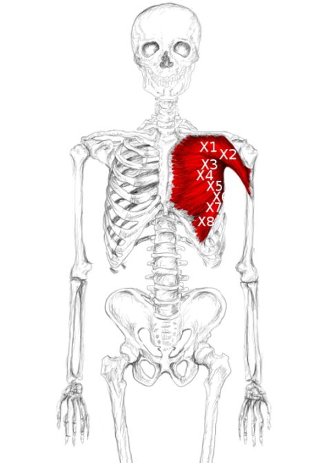pectoralis major muscle pain