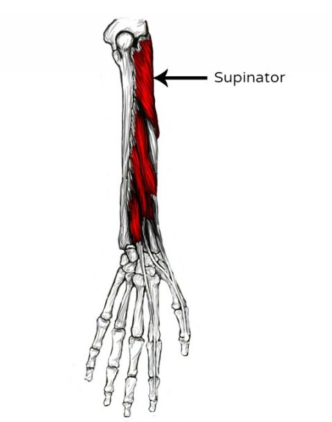 Supinate with Ease: Effective Treatment for Muscle Injuries