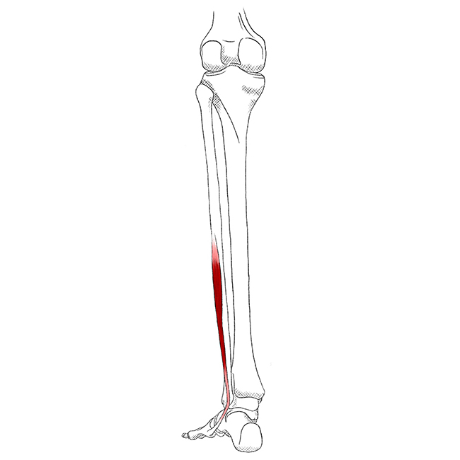 Peroneus Longus, Brevis and Tertius Pain & Trigger Points
