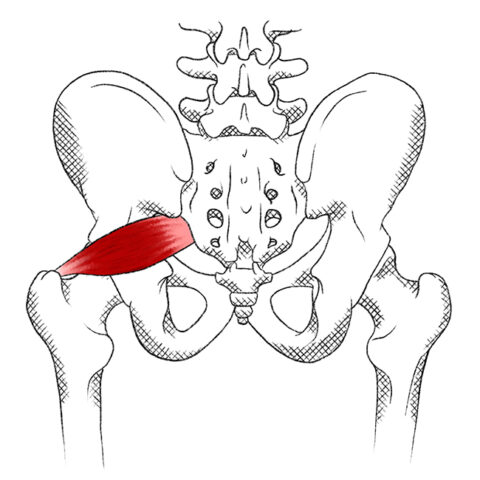 Piriformis – Pain & Trigger Points