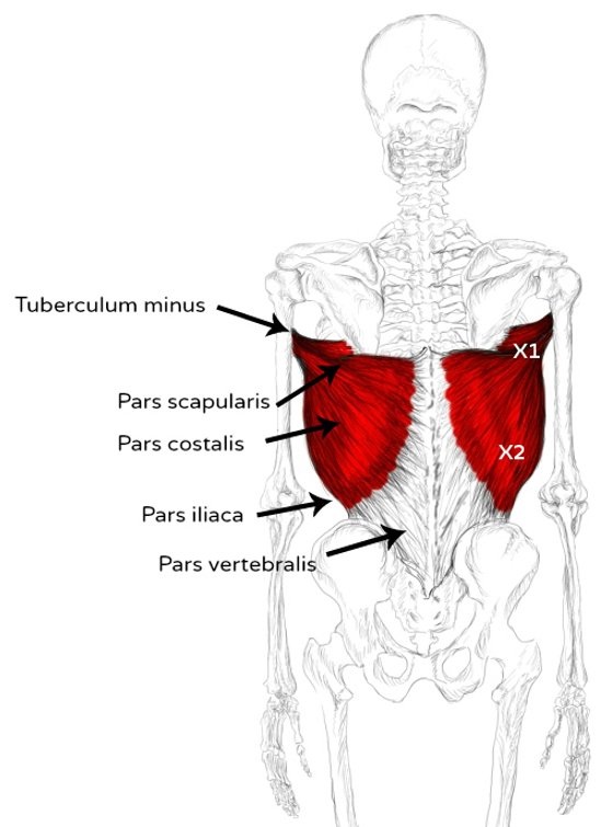Latissimus dorsi pain from golf at felton murtha blog