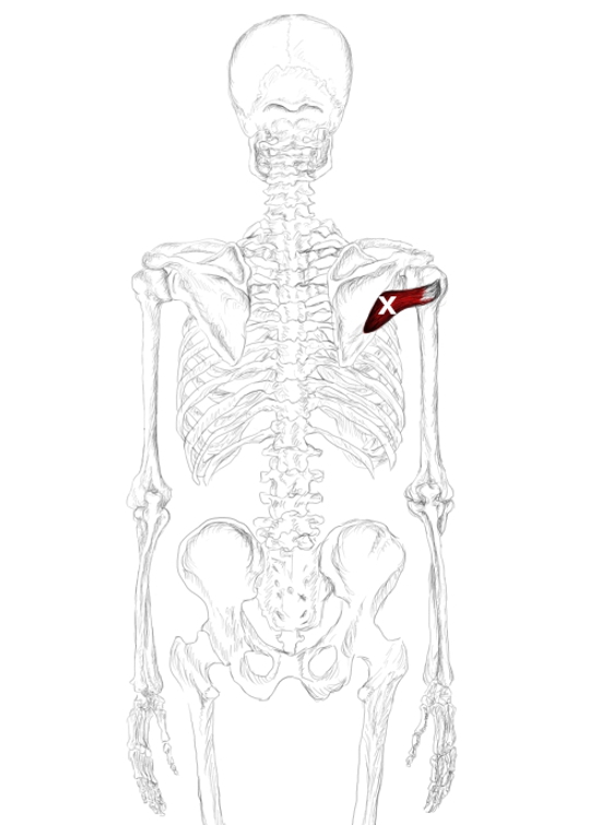 Teres minor muscle pain & trigger points