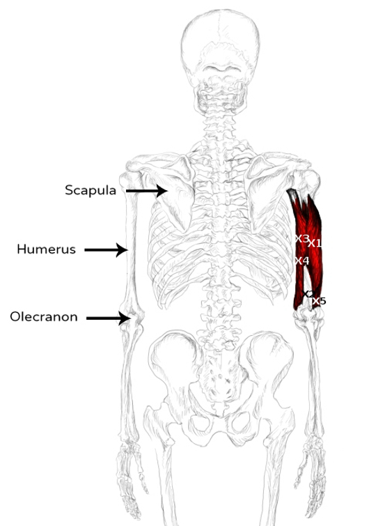 Triceps brachii muscle pain & trigger points